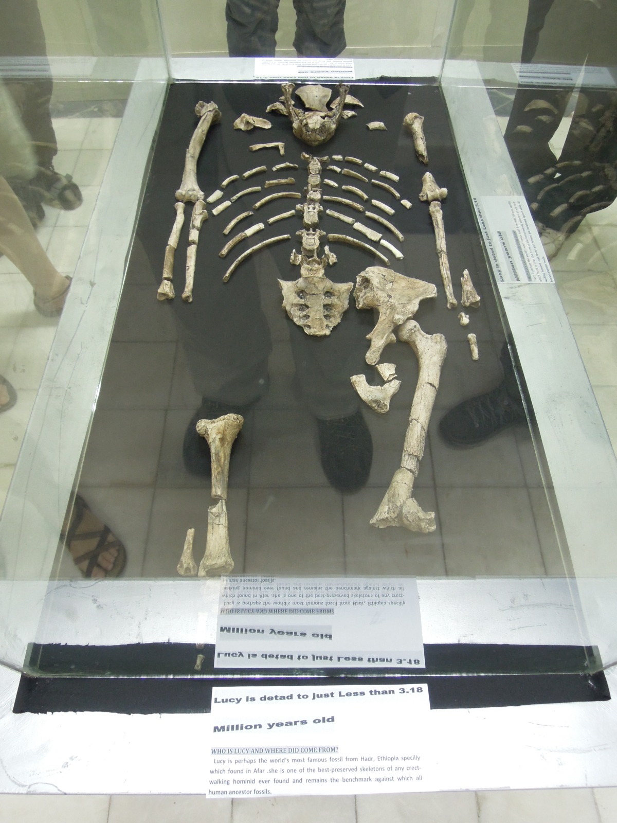 Semera - Afar museum - Lucy's skeleton (a copy)
