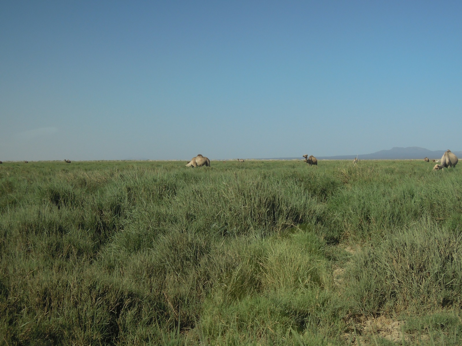 Danakil depression - Near Hamed Ela