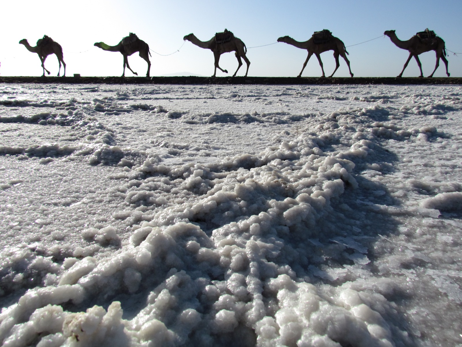 Danakil depression - Assale salt pans - Salt miner caravans