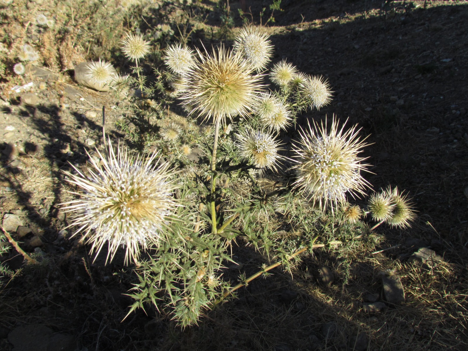 Tigray region - Echinops spinosissimus plant