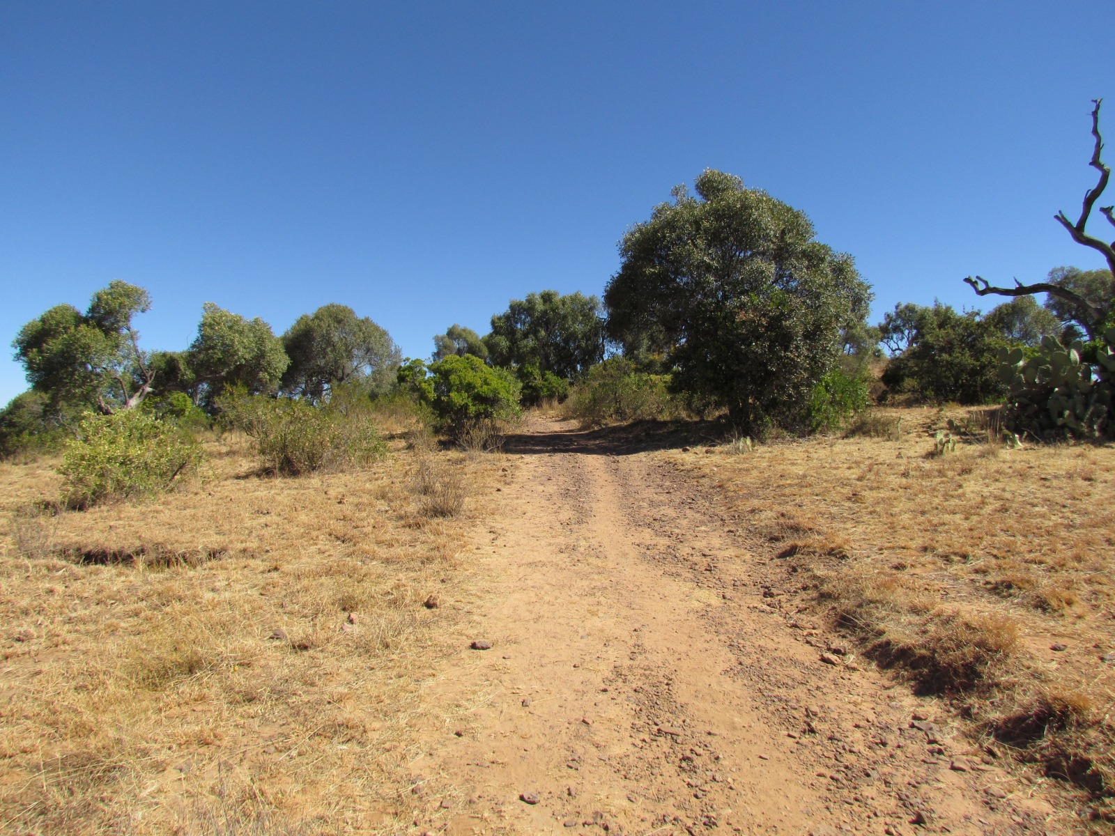 Debre Tsion