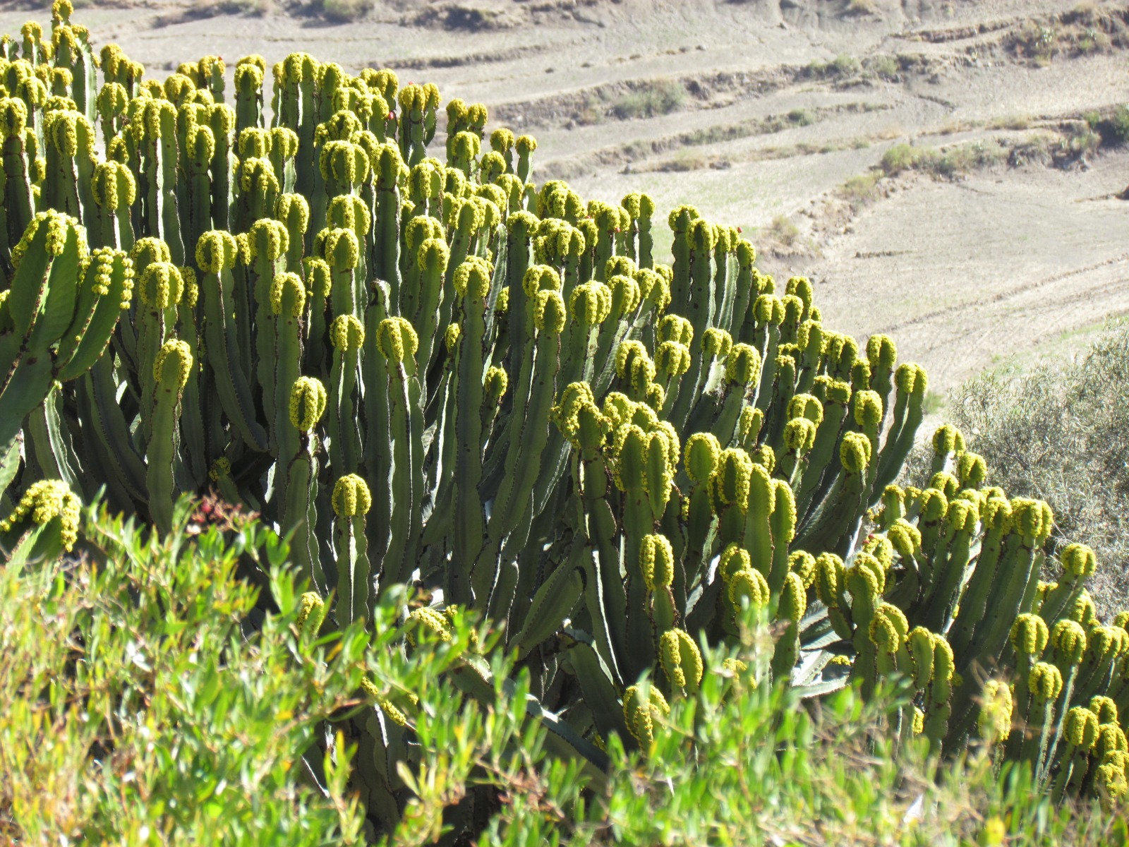 Near Maychew - Euphorbia abyssinica