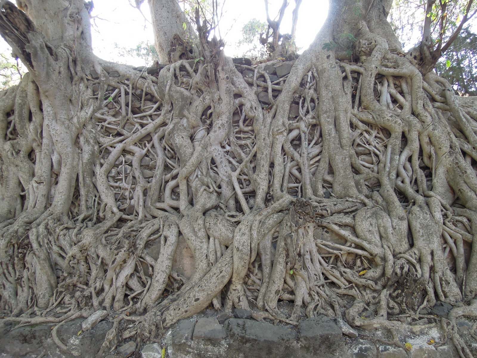 Gonder - Fasiladas' Bath - Fig tree roots