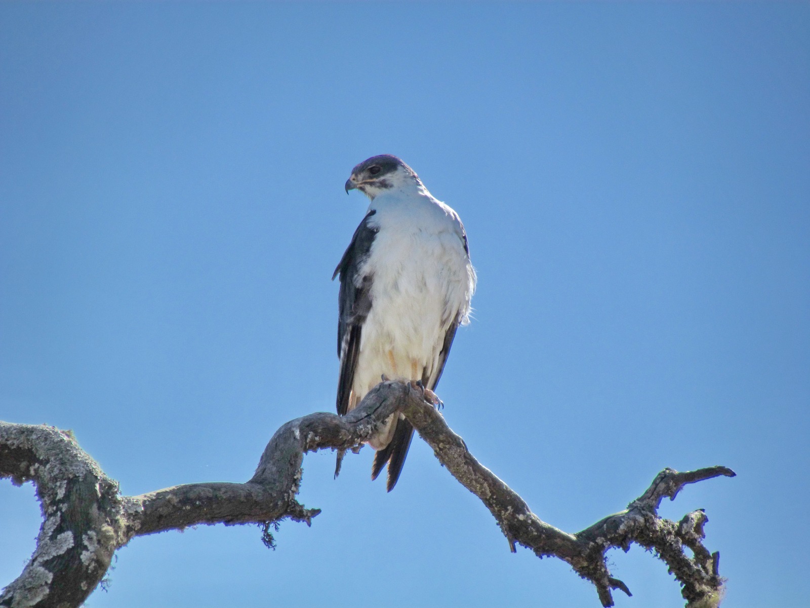 Simien mountains - Augur buzzard (Buteo augur)
