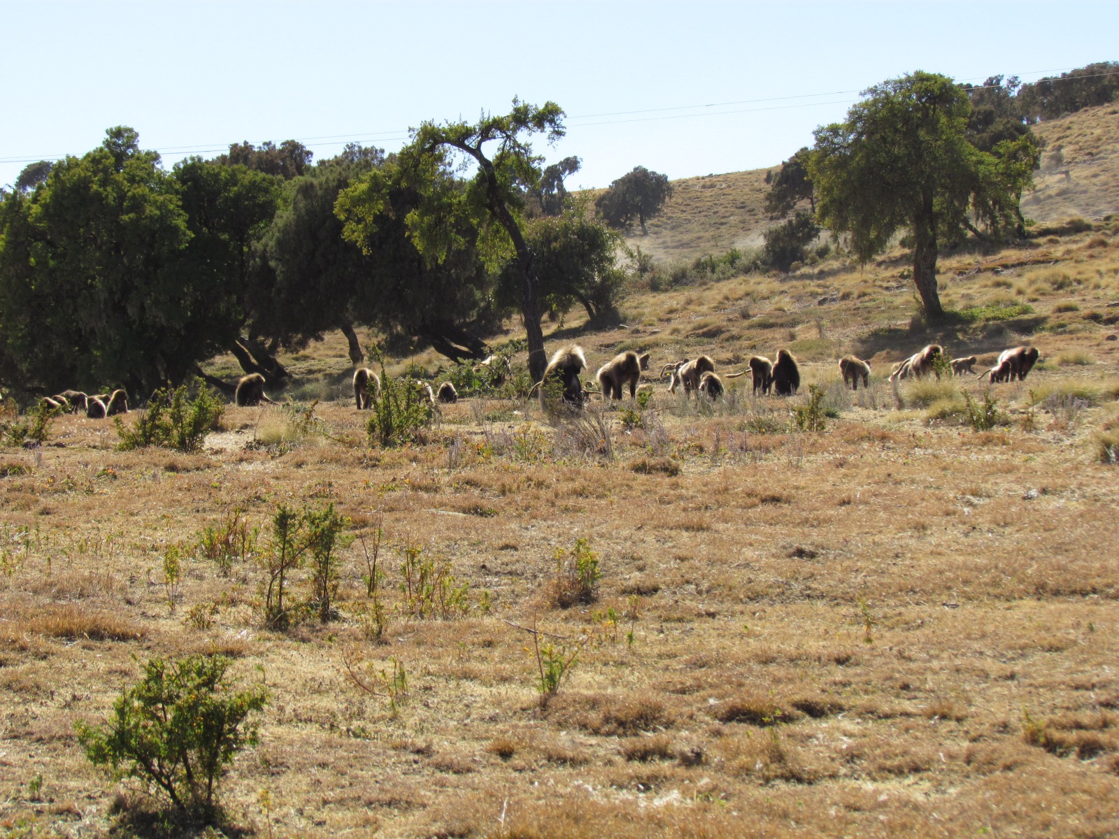 Simien mountains - Gelada baboons