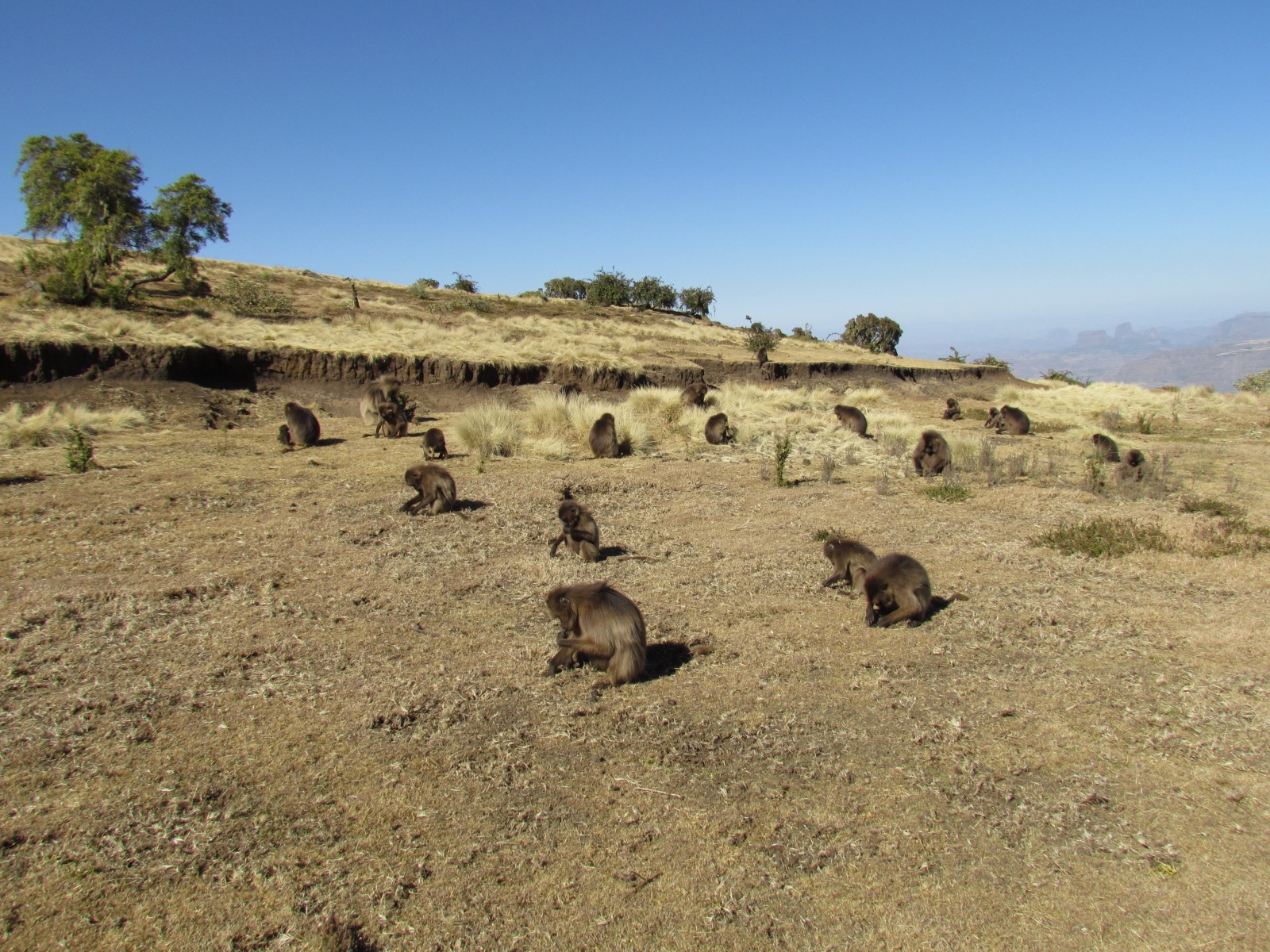 Simien mountains - Gelada baboons