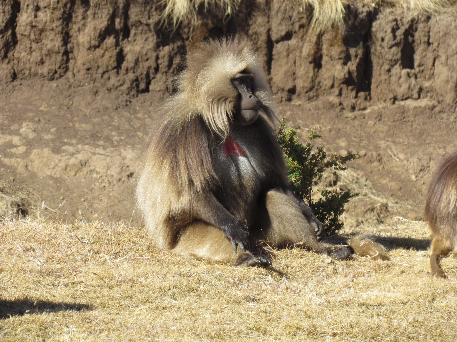 Simien mountains - Gelada baboon - Male