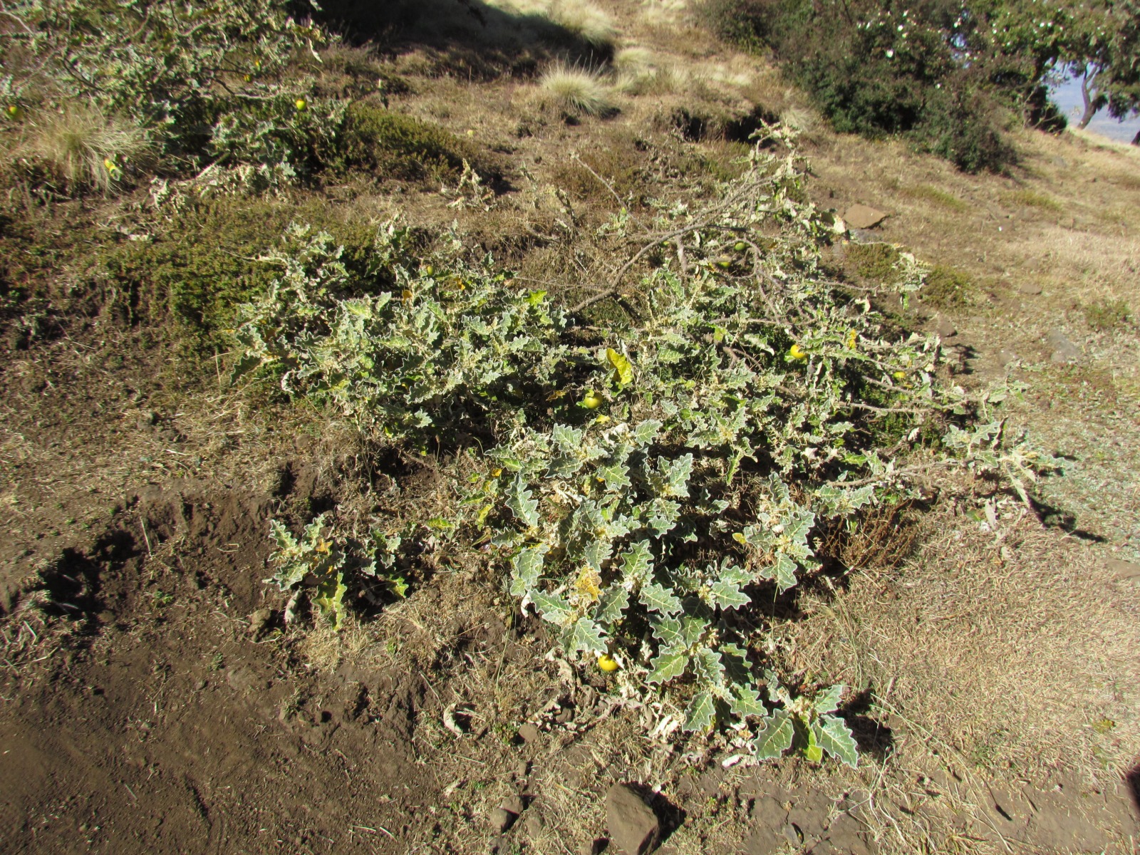 Simien mountains - Soda apple (Solanum aculeastrum)