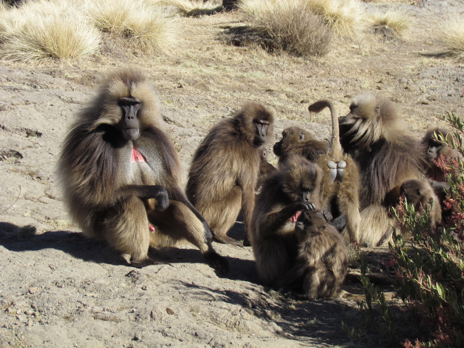 Simien mountains - Gelada baboons