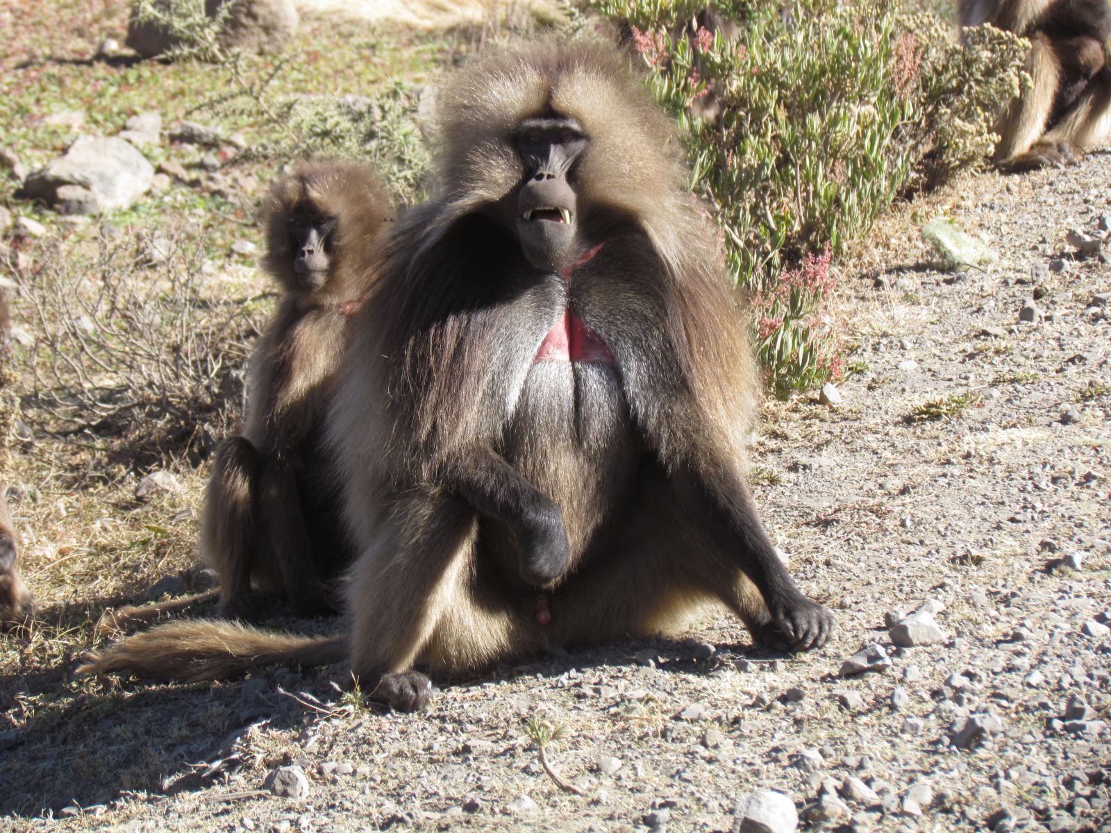 Simien mountains - Gelada baboons