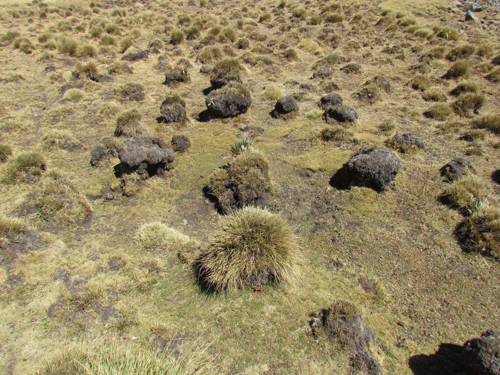 Simien mountains