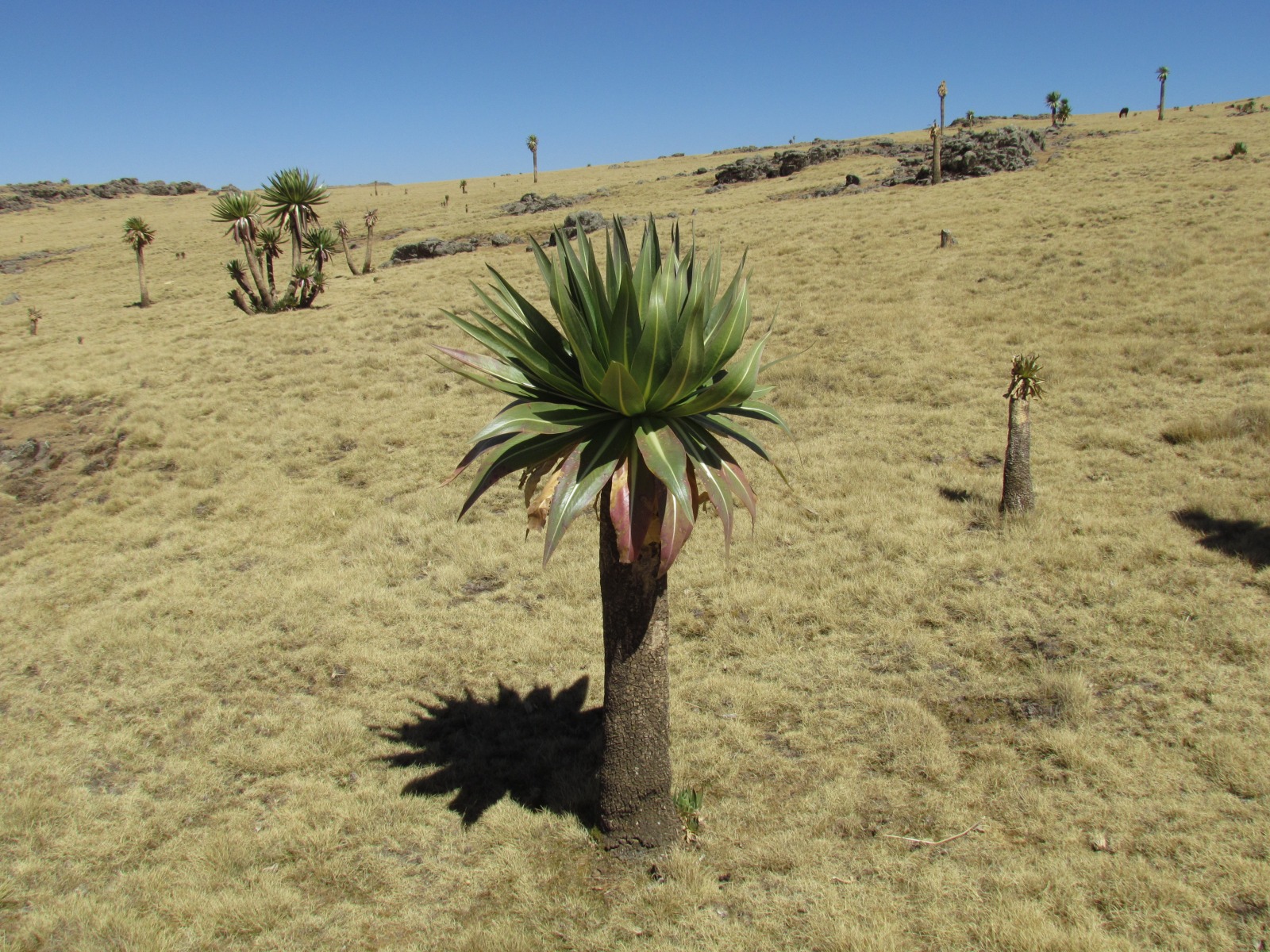 Simien mountains - Lobelia forest (Lobelia rhyncopetalum)