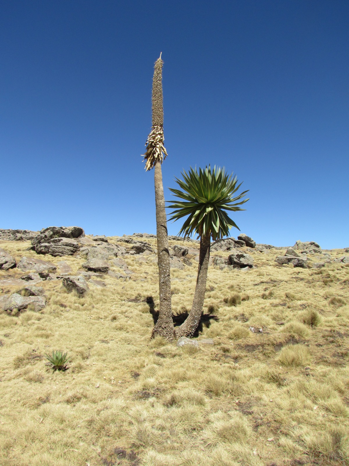Simien mountains - Lobelia forest (Lobelia rhyncopetalum)