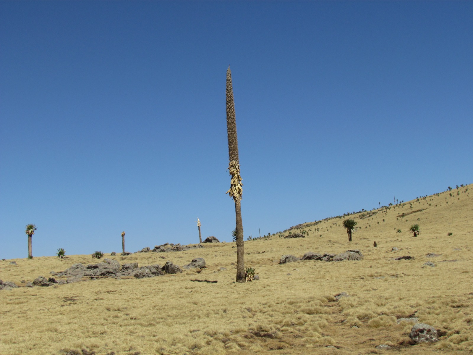 Simien mountains - Lobelia forest (Lobelia rhyncopetalum)