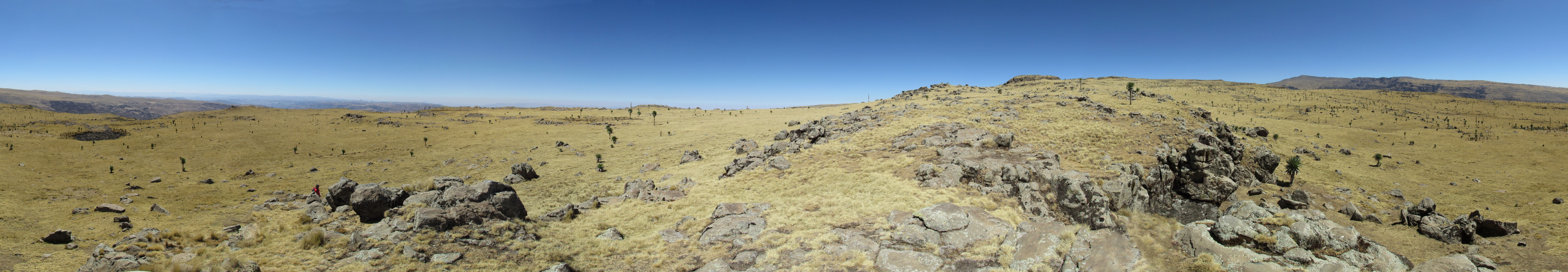 Simien mountains - Lobelia forest - 360 panorama