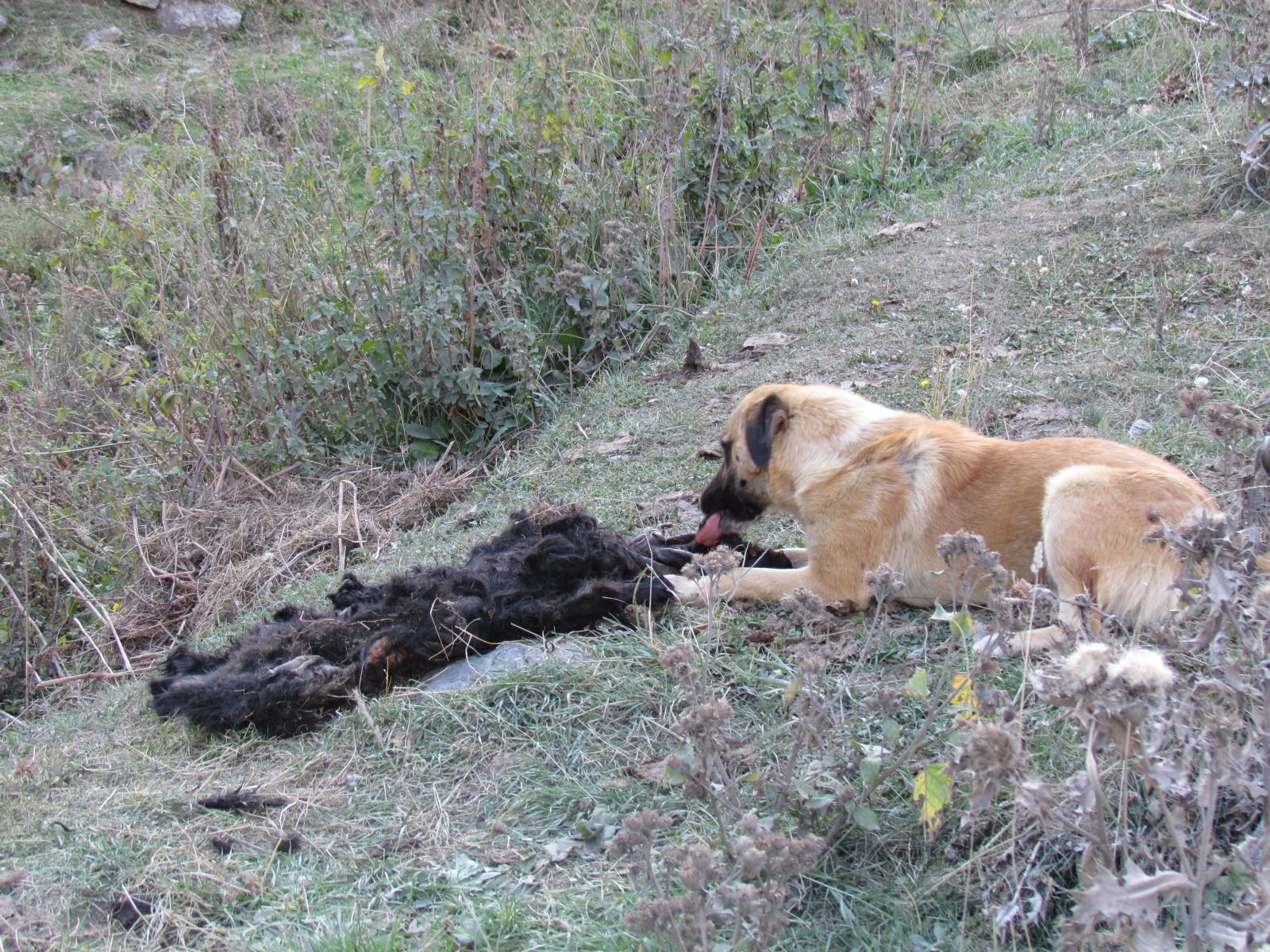 Stepantsminda - Dog eating sheep skin