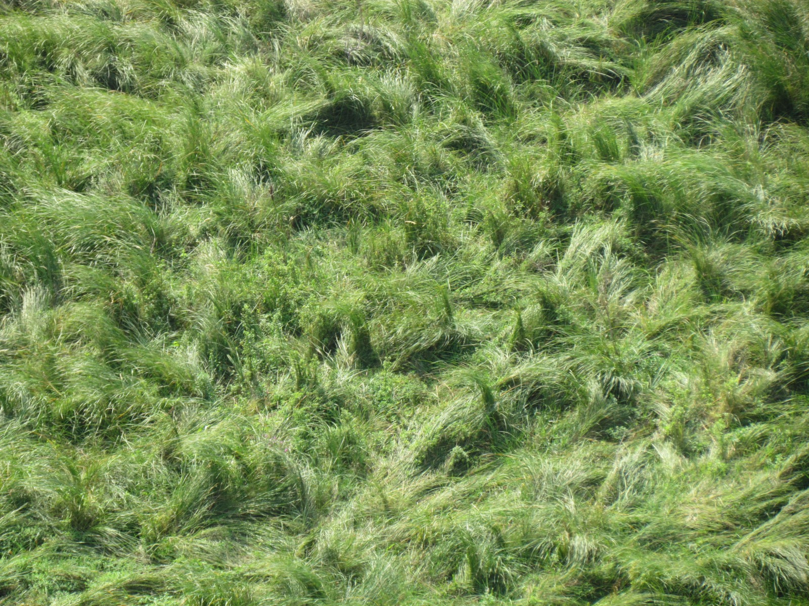 Uplistsikhe - Grass