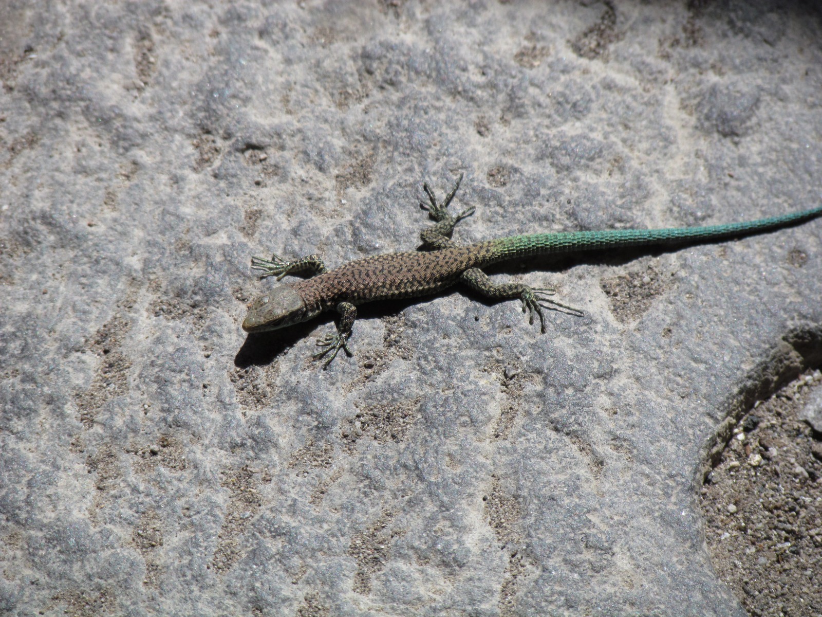 Vardzia - Lizard