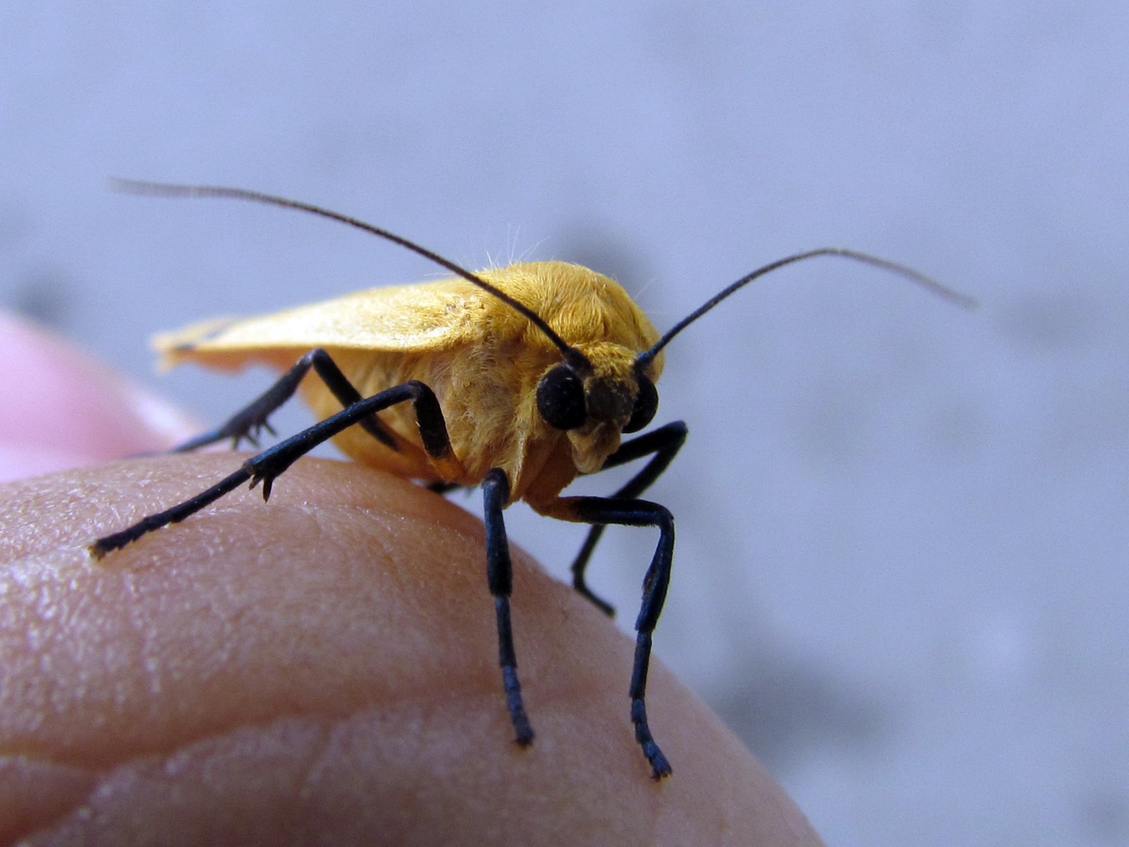 Sadakhlo border crossing - Moth