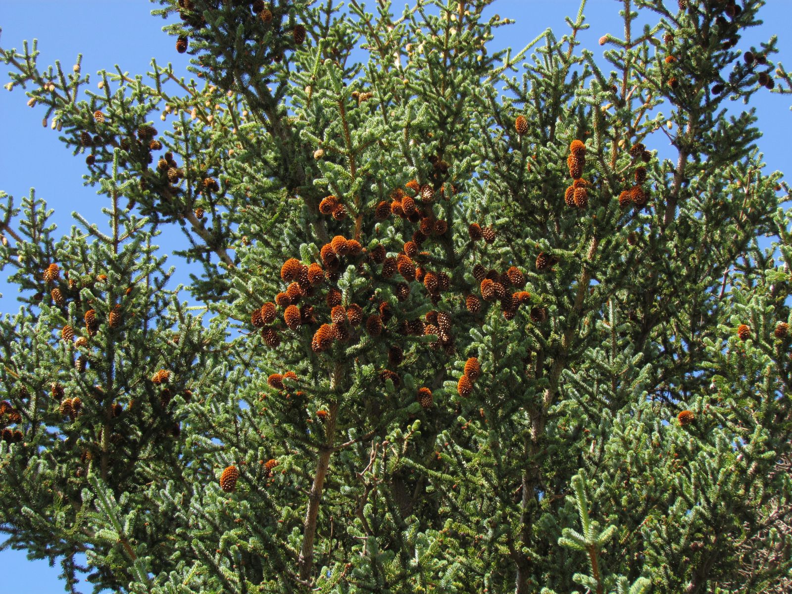 Þingvellir - Conifer tree