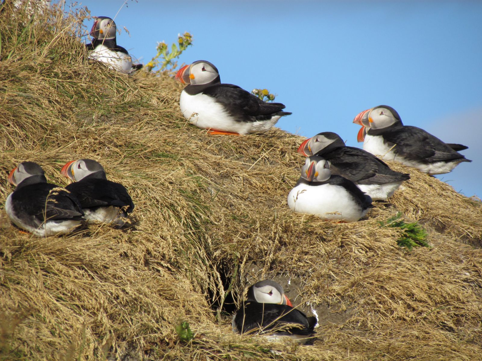 Near Vík - Dyrhólæy - Puffins