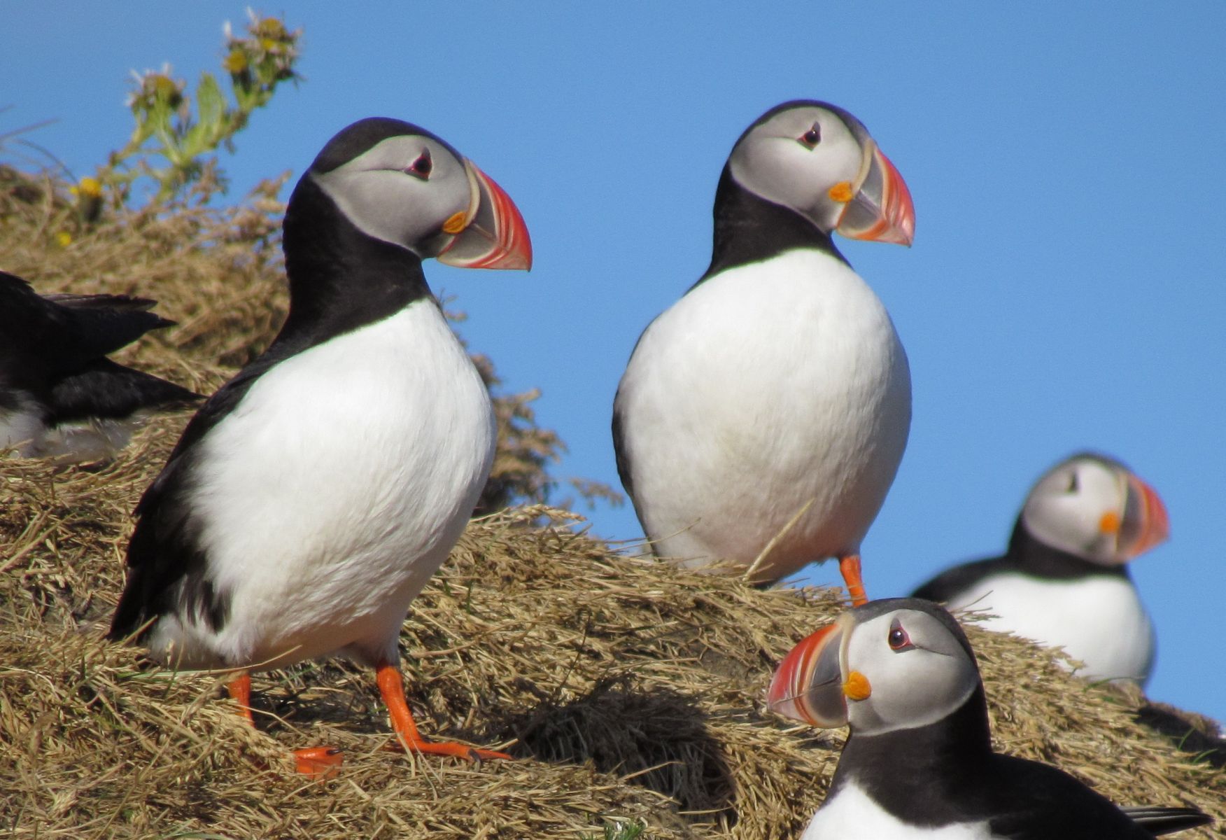 Near Vík - Dyrhólæy - Puffins