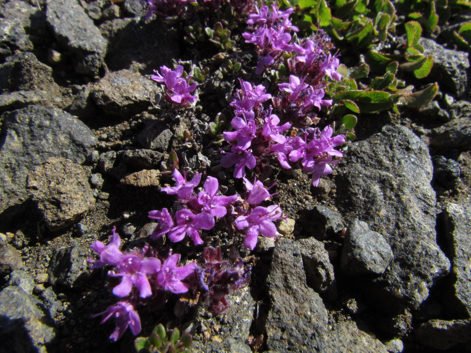 At Möðrudalsöræfi plateau