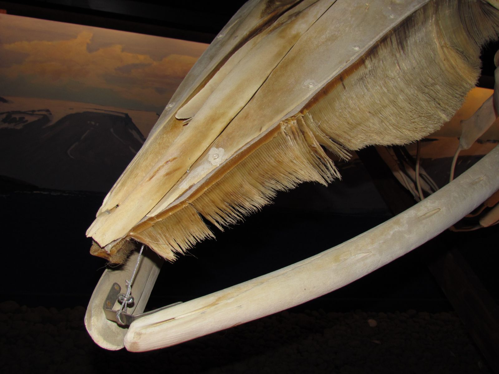 Húsavík - Whale museum
