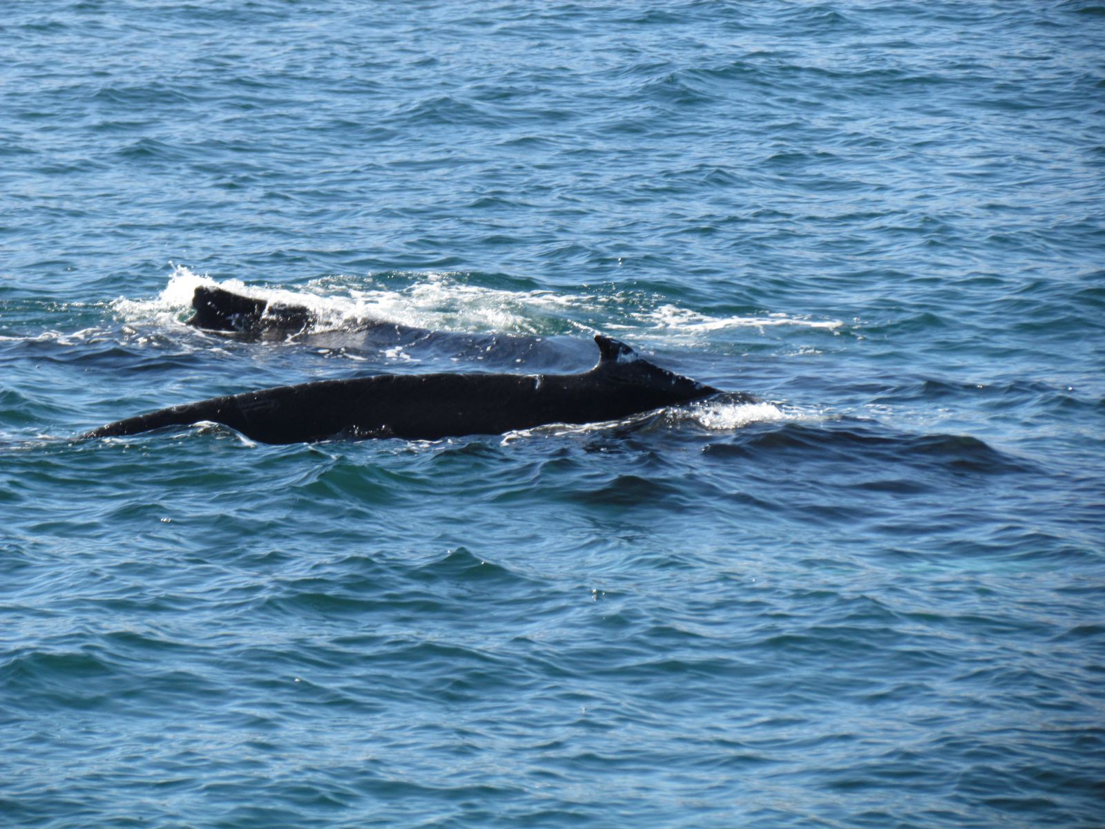 Húsavík - Whale watching