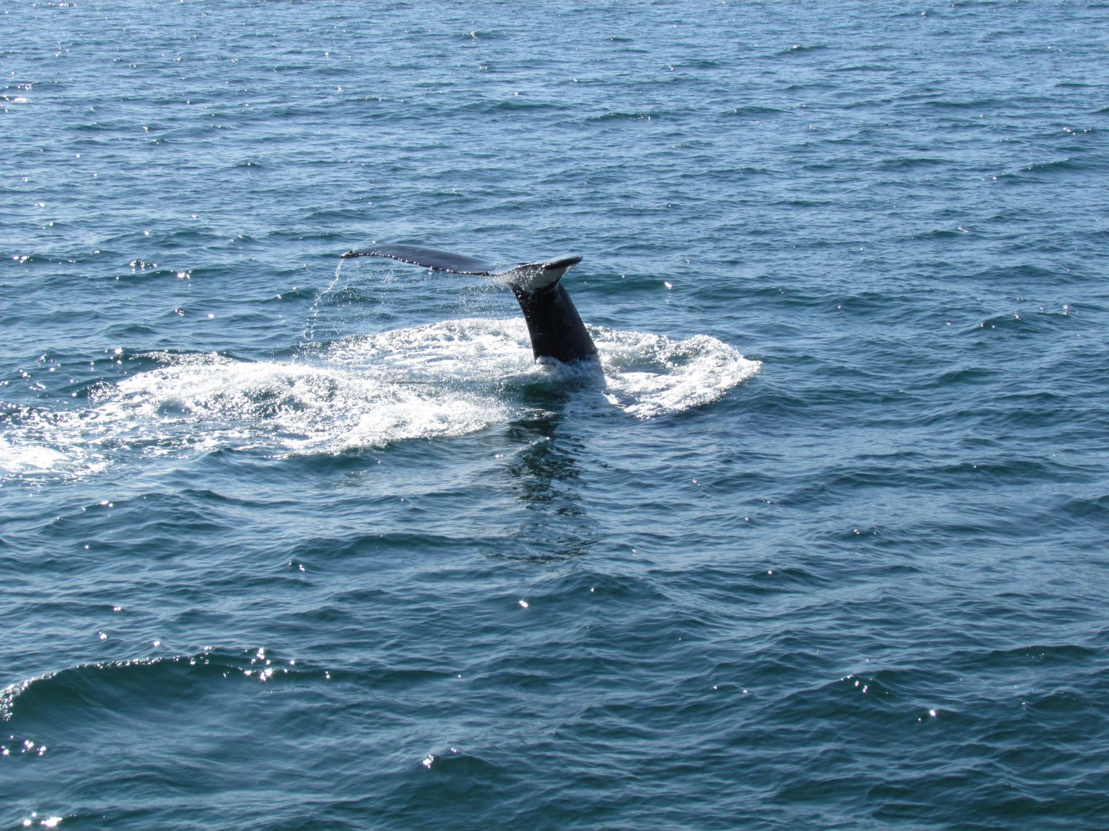 Húsavík - Whale watching