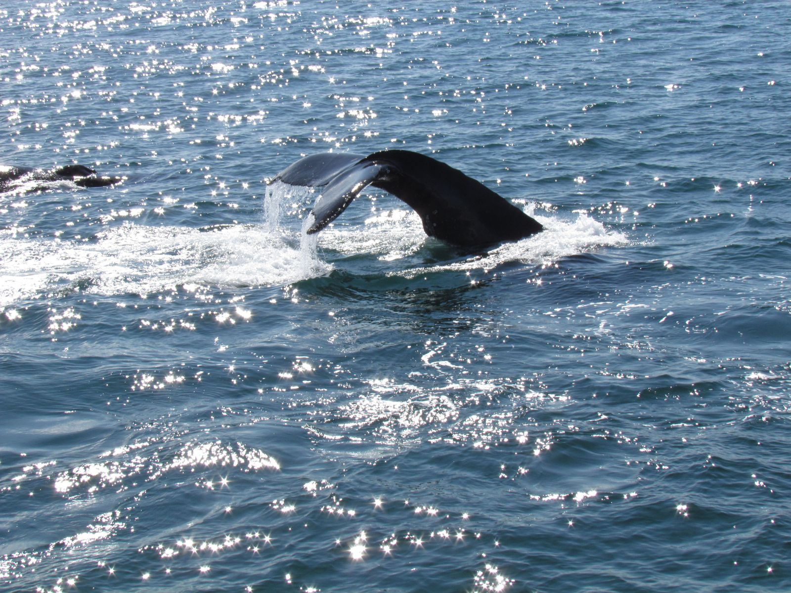 Húsavík - Whale watching
