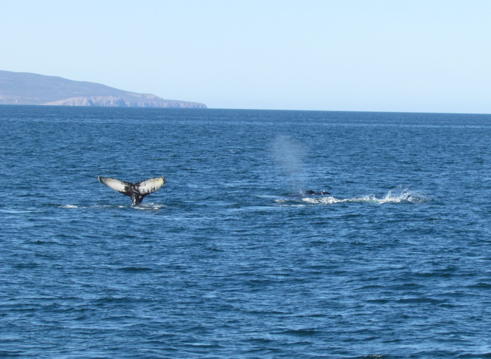Húsavík - Whale watching