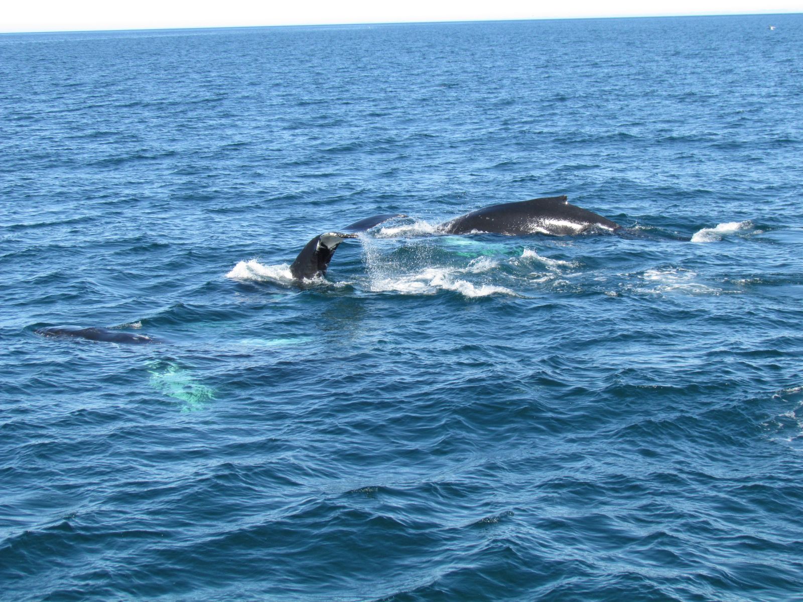 Húsavík - Whale watching