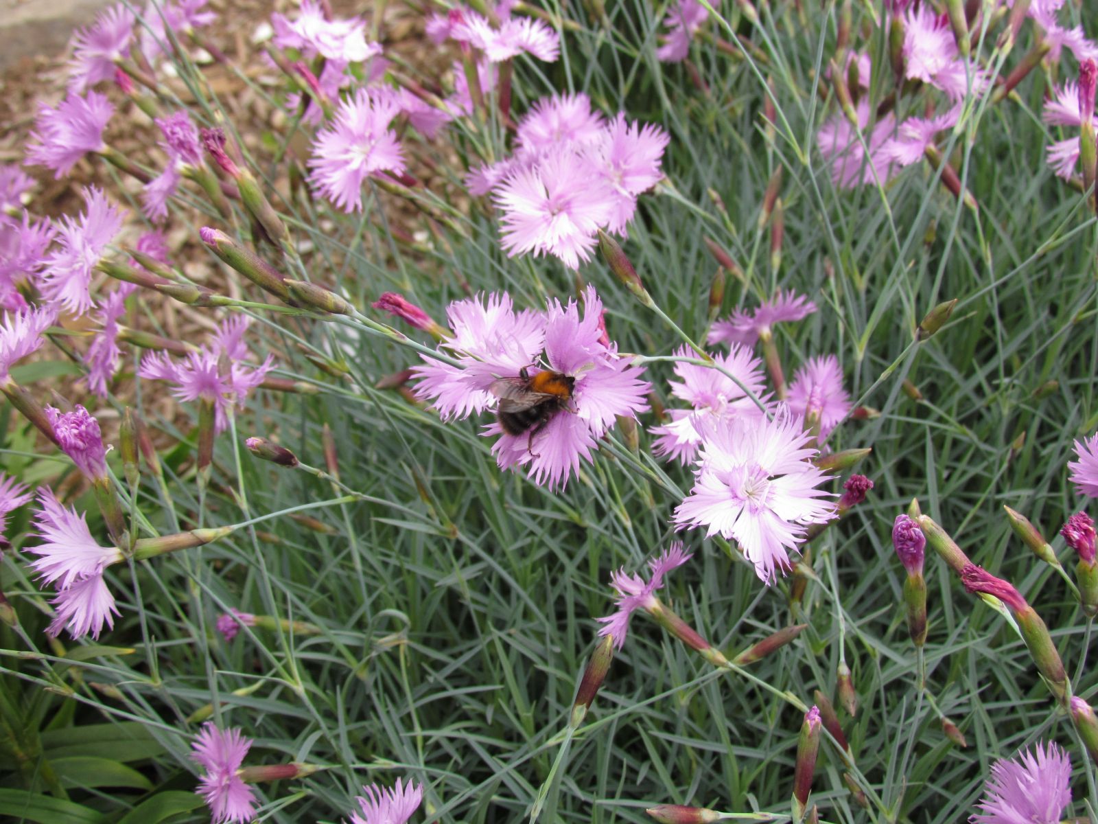Akureyri - Botanical garden