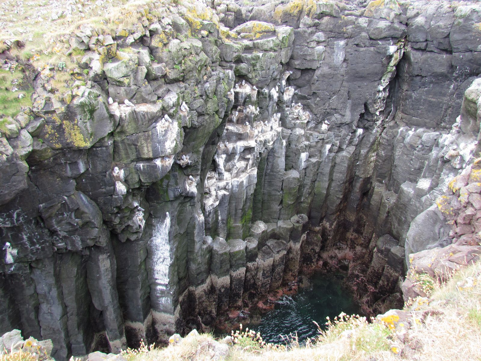 Snæfellsnes - Arnarstapi - Gull nests
