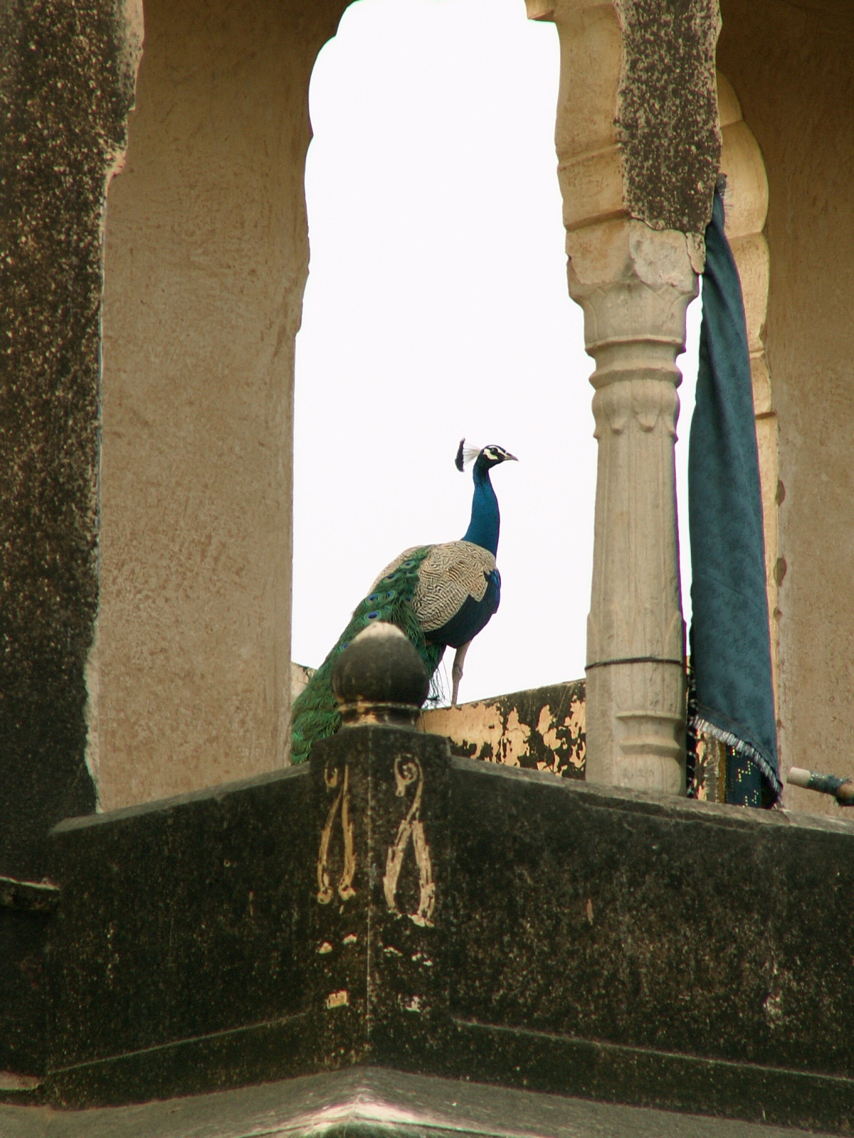 Mandawa - Peacock