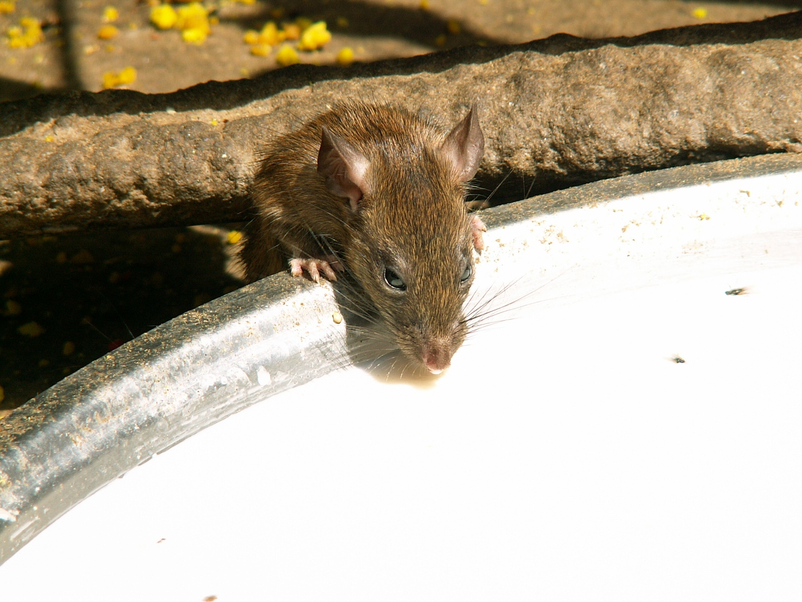 Deshnok - Karni Mata Temple - Dedicated to rats