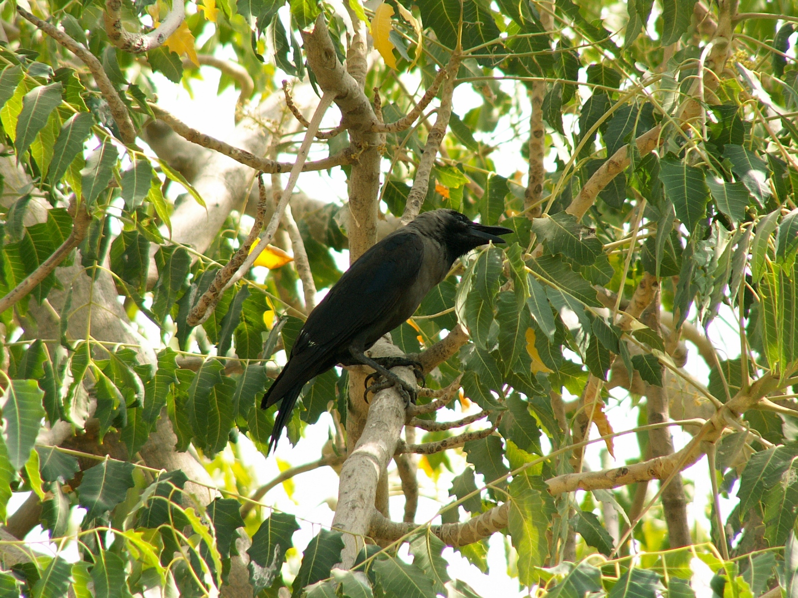 Jorbeer - Camel Research Institute - Crow