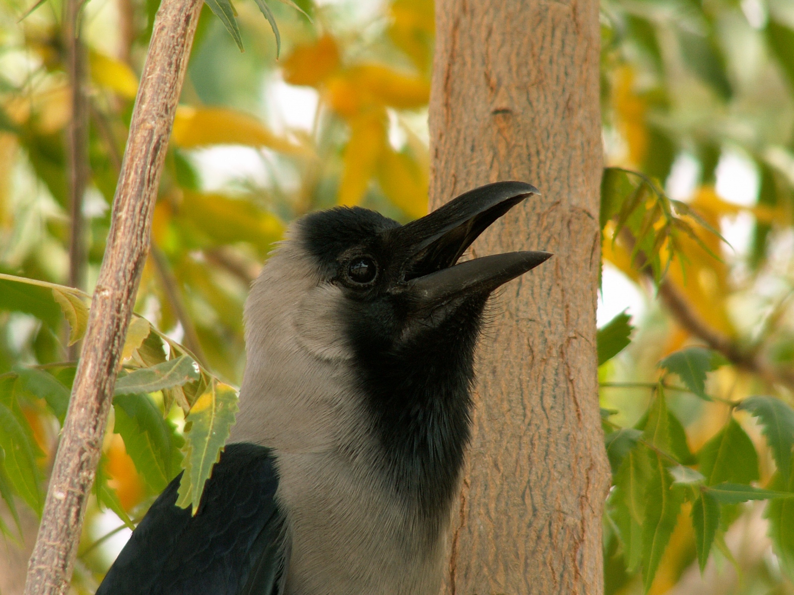 Jorbeer - Camel Research Institute - Crow
