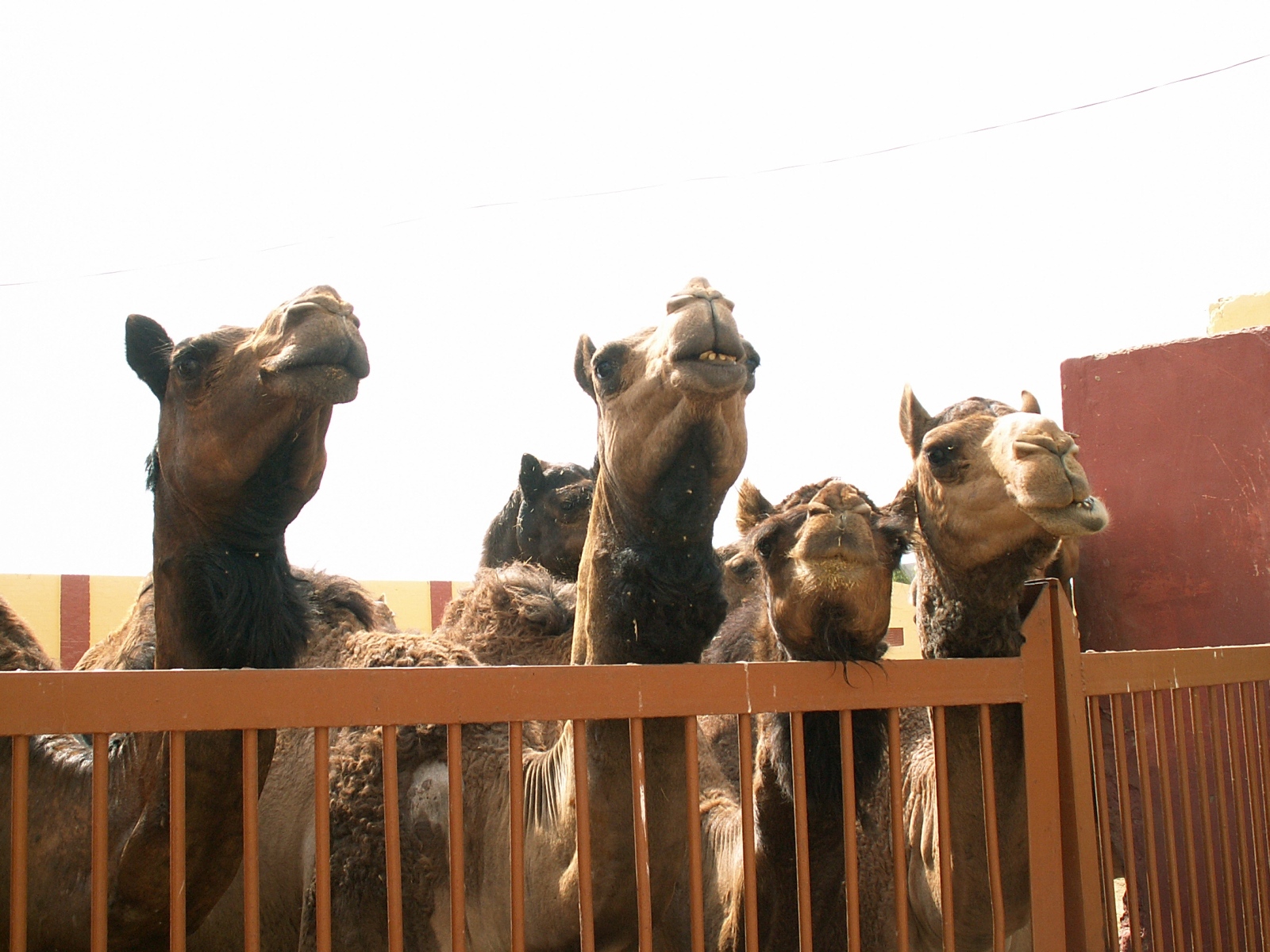 Jorbeer - Camel Research Institute