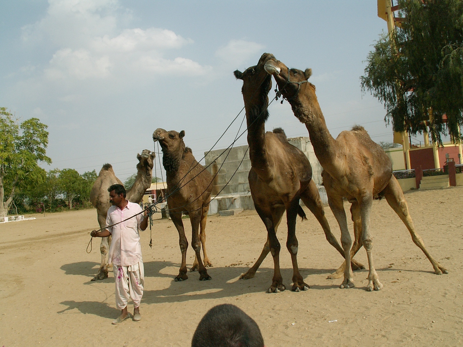 Jorbeer - Camel Research Institute