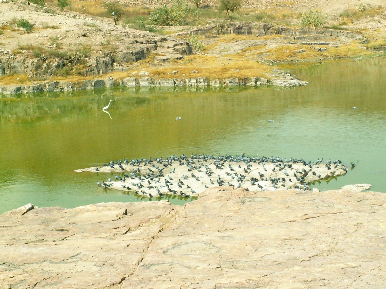 Jodhpur - Temple Jaswant Thada - Lake with pigeons