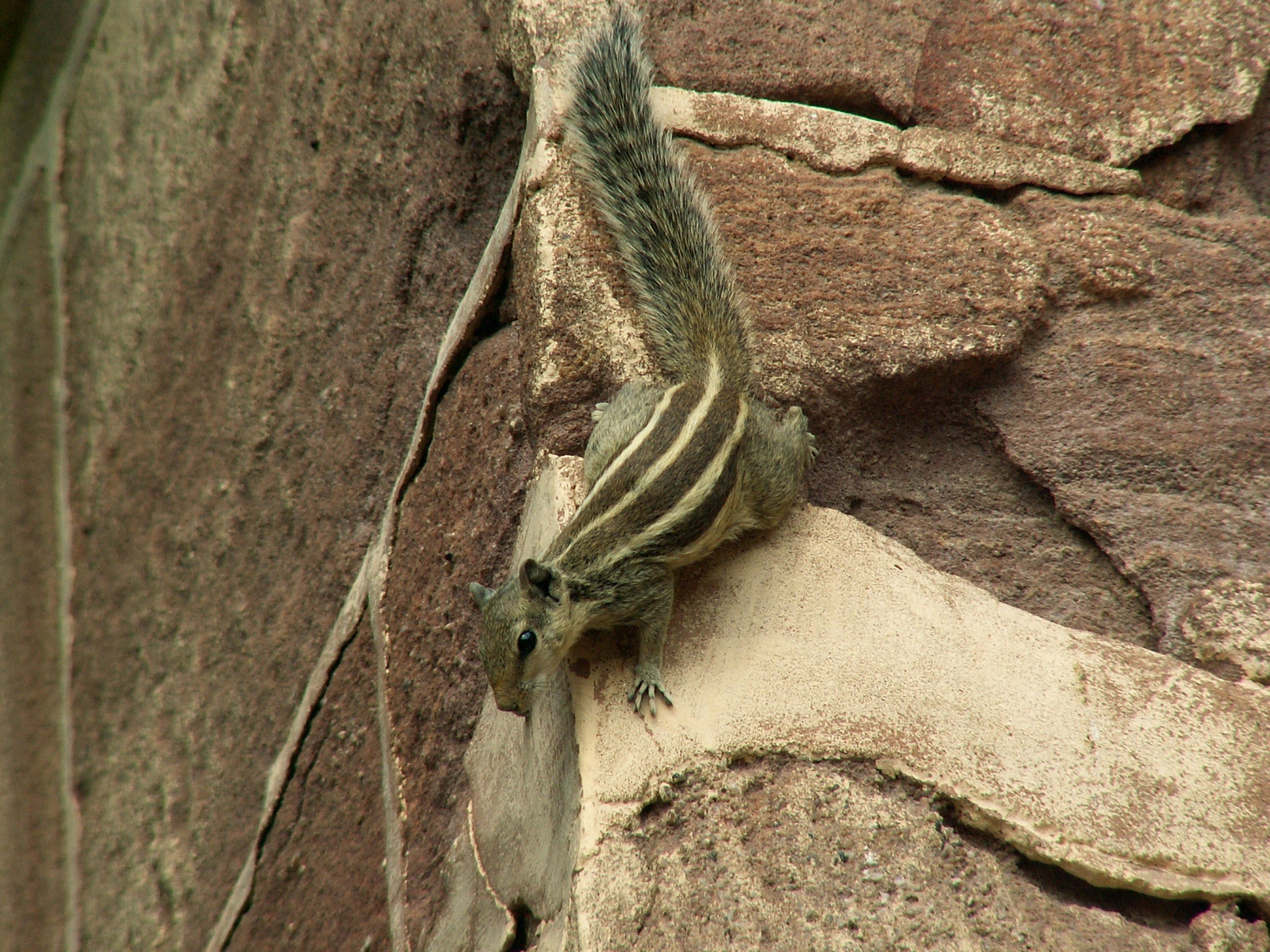 Jodhpur - Fort Meherangarh - Squirrel