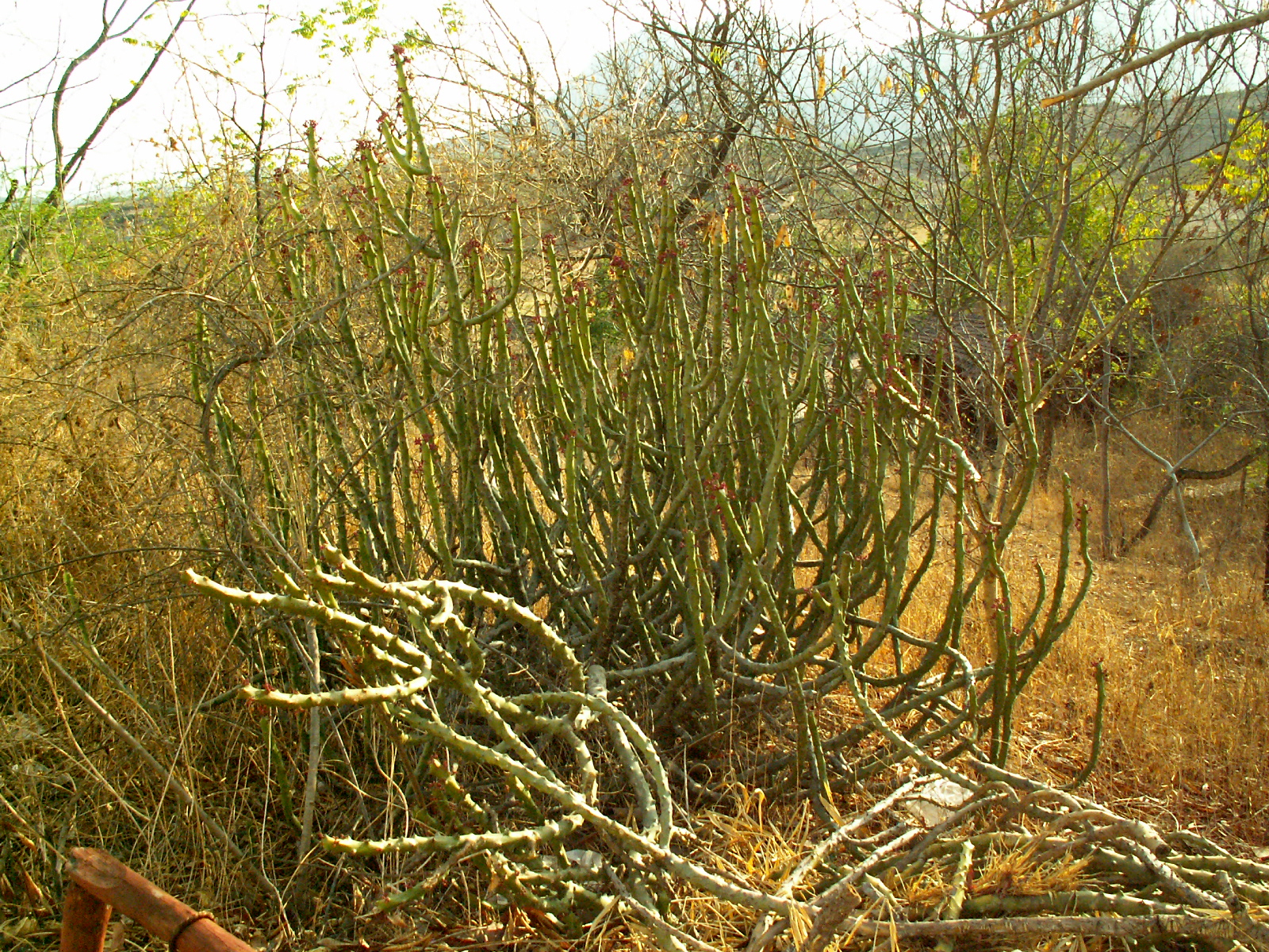 Udaipur - Shilpgram crafts village - Plant