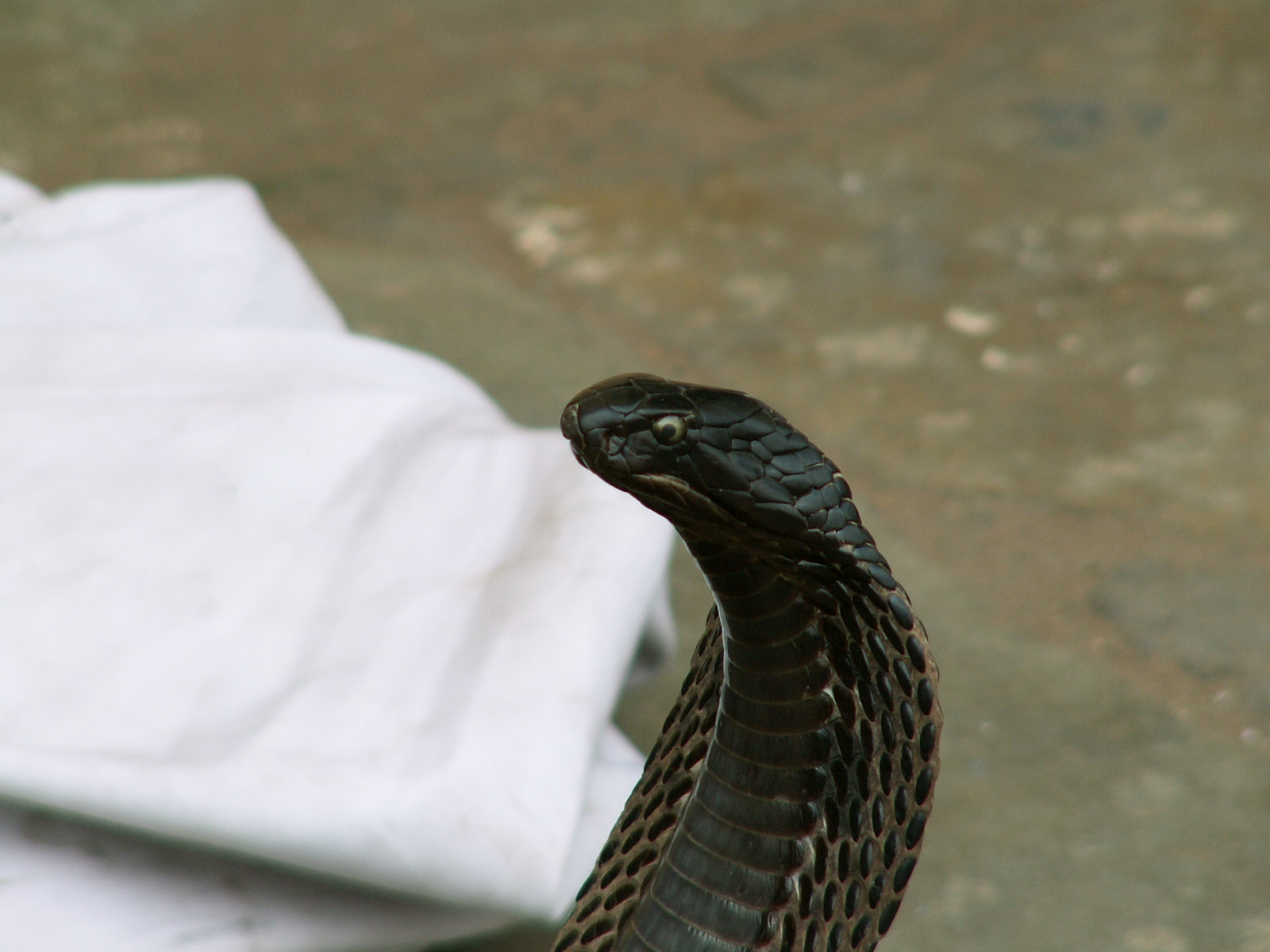 Jaipur - Cobra dance