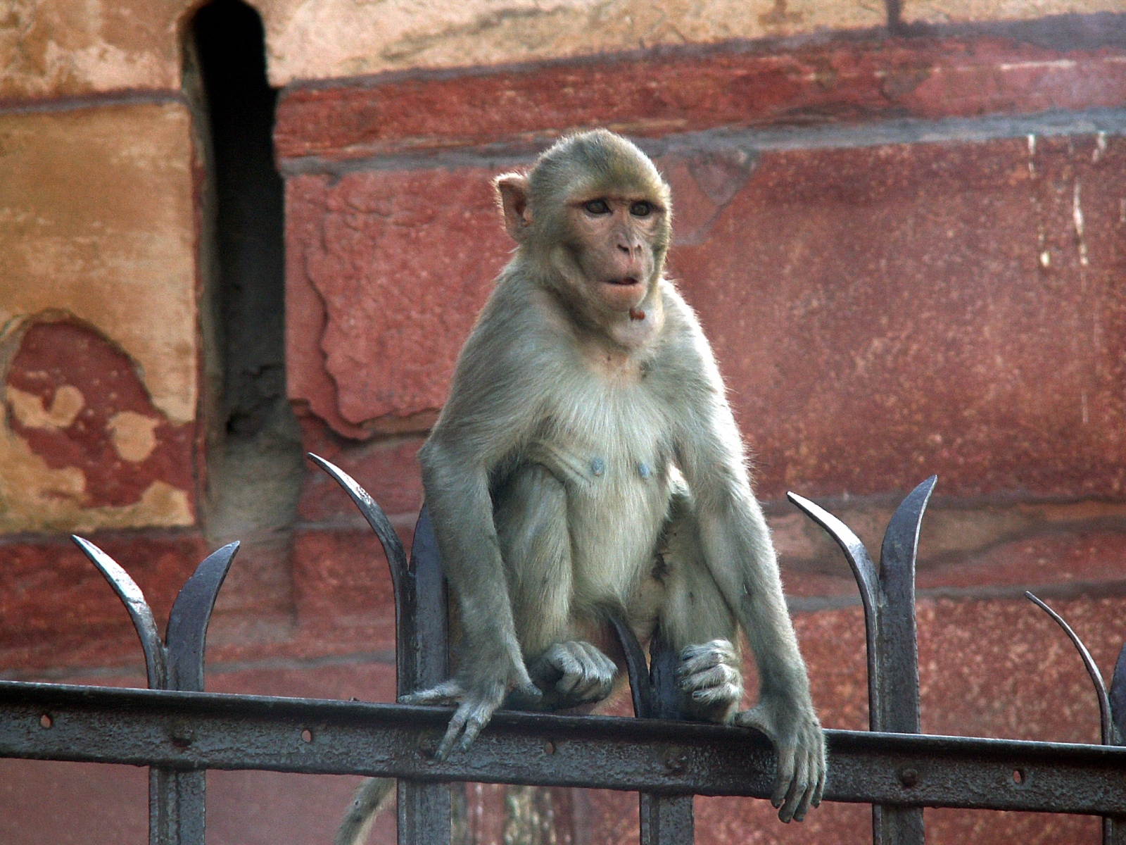 Agra - Fort - Monkey