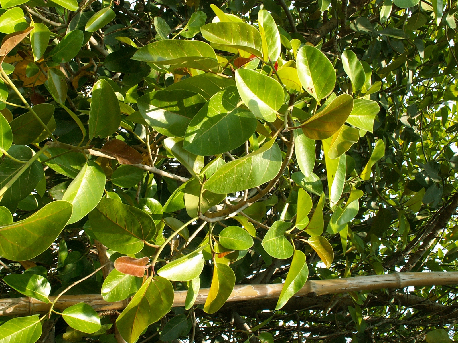 Near Varanasi - Village at Ganges River - Ficus tree