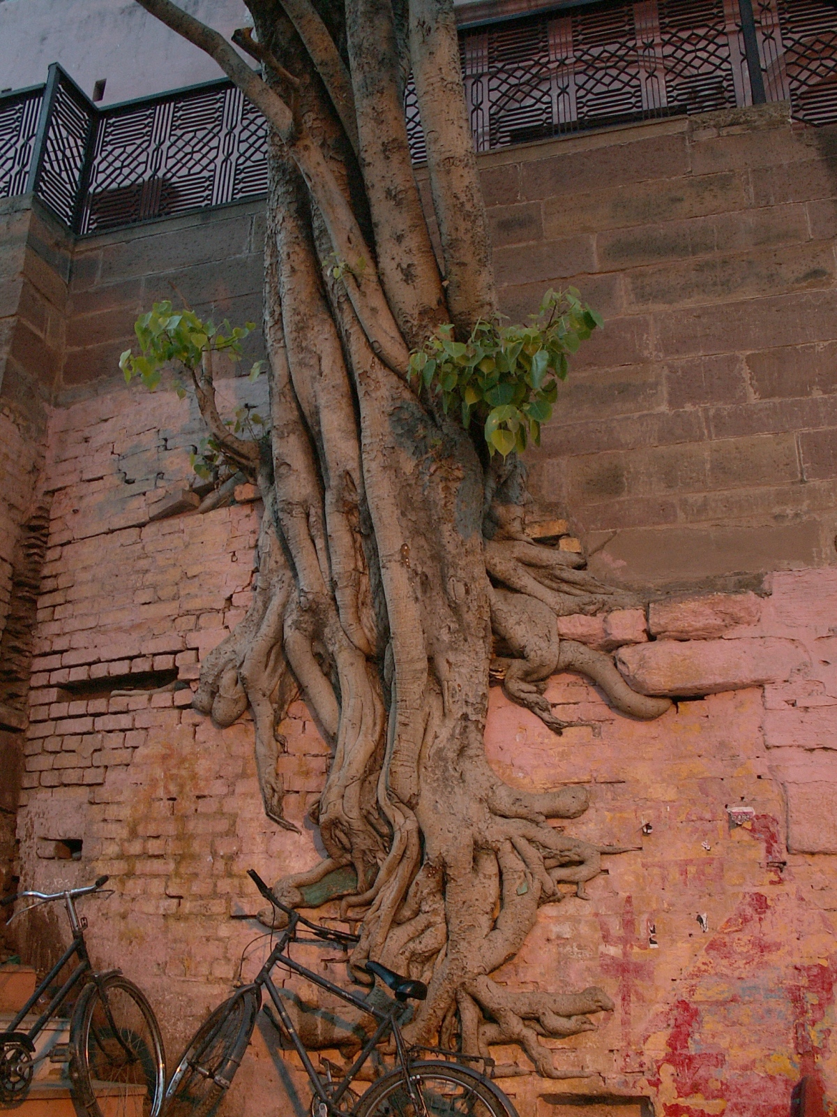 Varanasi - Strange tree