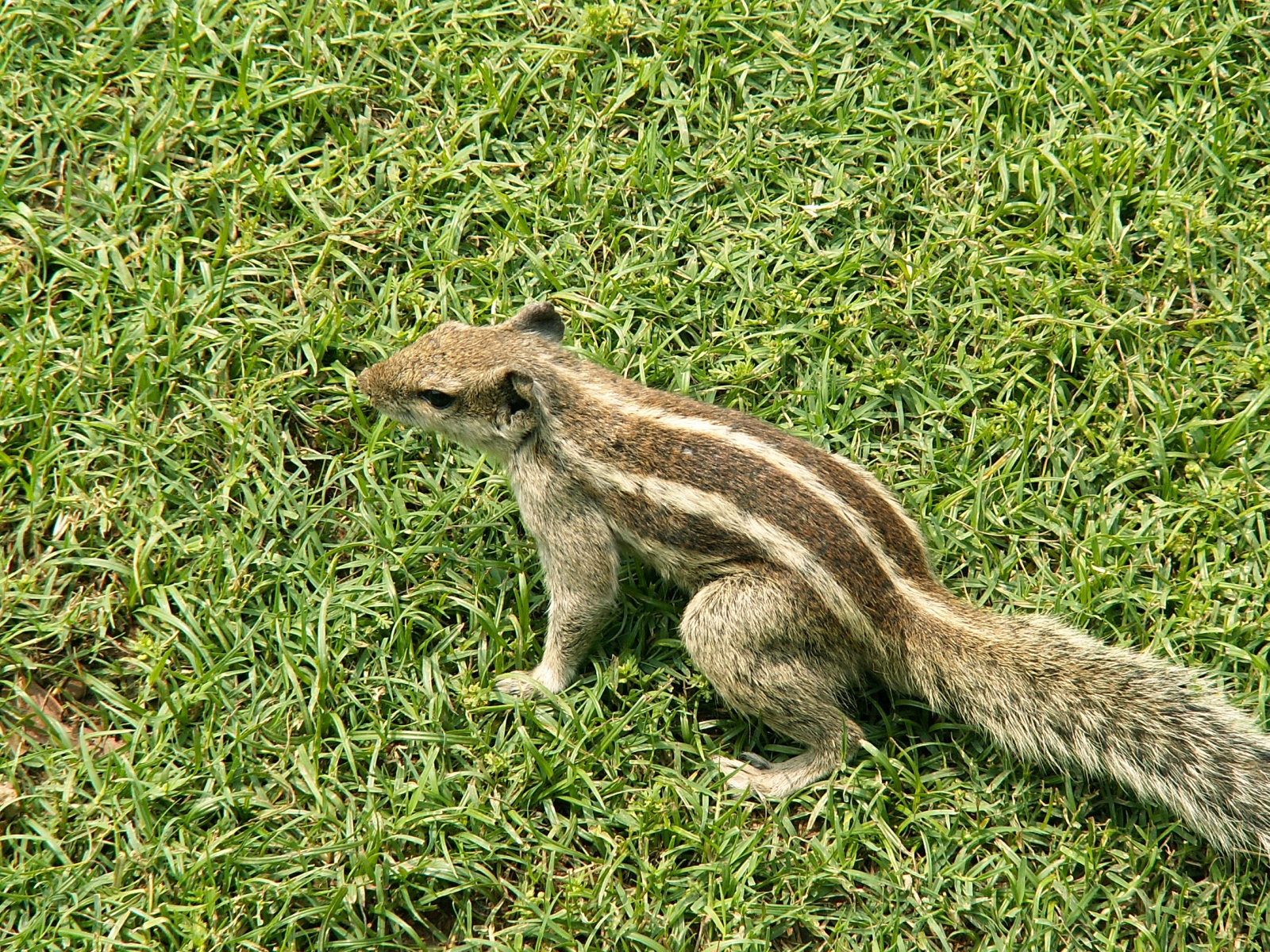 Delhi - Qutb Minar - Squirrel