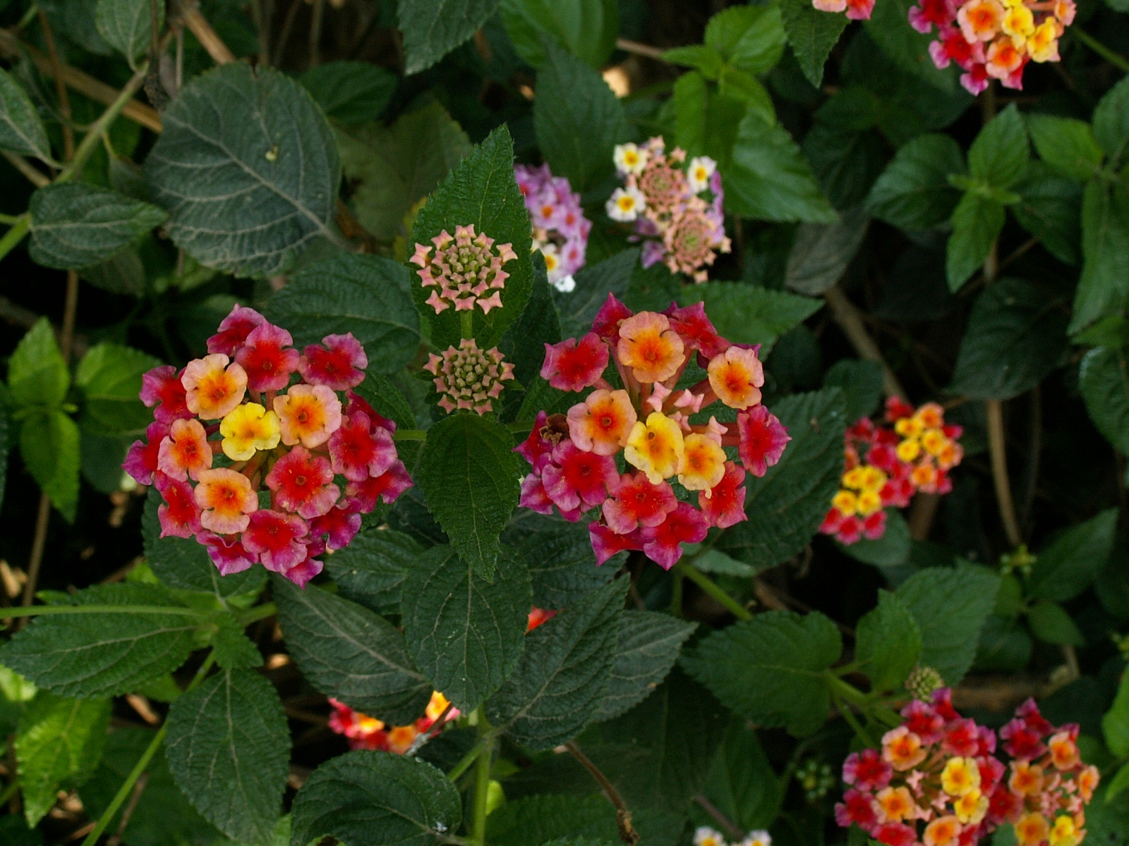 Near Patnahkot - Bush